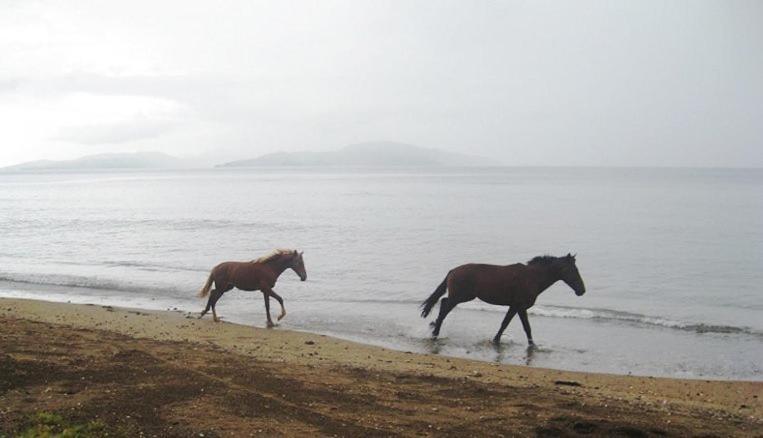 Aroha Taveuni Beachfront Bures Waiyevo Dış mekan fotoğraf